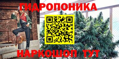 крисы Кингисепп